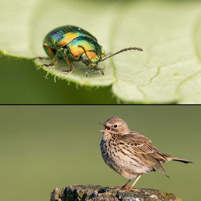 Artensterben: Bestandsgefährdete Insekten- und Vogelarten