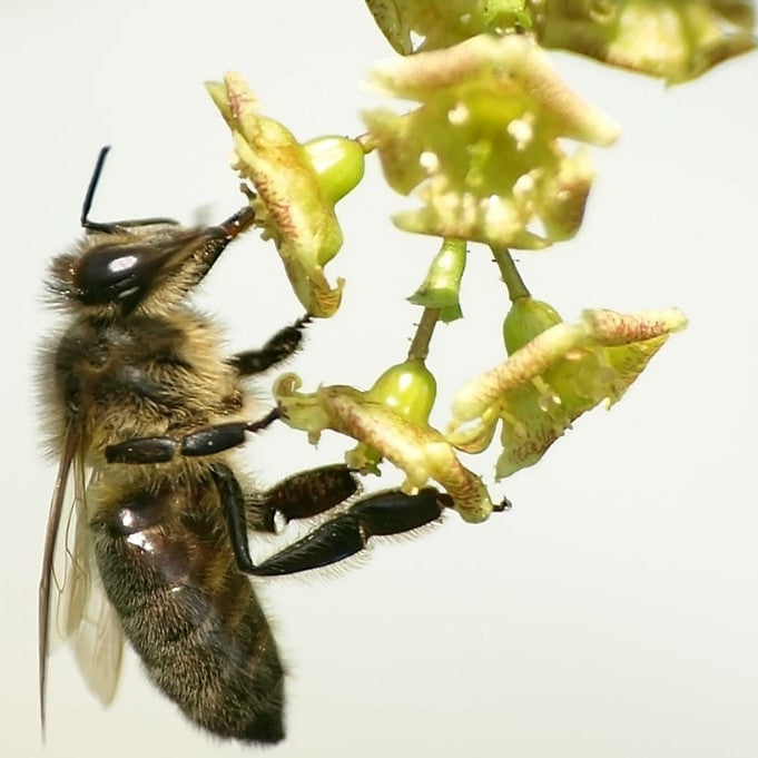 Bienenfreundliche Pflanzen - alles was du für deinen place-to-bee brauchst!