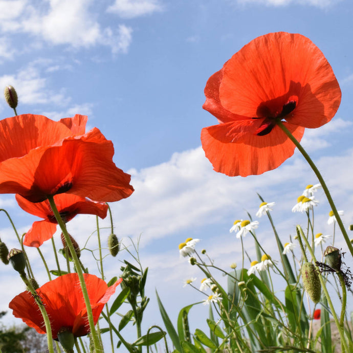 Klatschmohn – wunderschön und nützlich