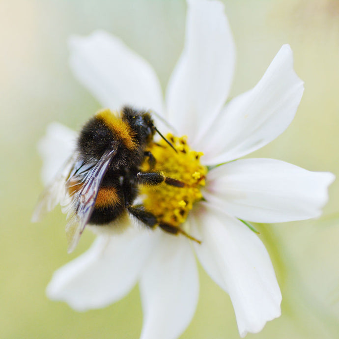 Die Wildbienen stecken in Schwierigkeiten – so kannst du helfen