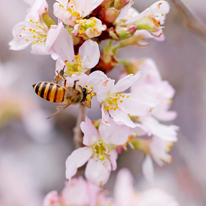 Bienen, Mücken, Schmetterlinge: Im März geht’s richtig los