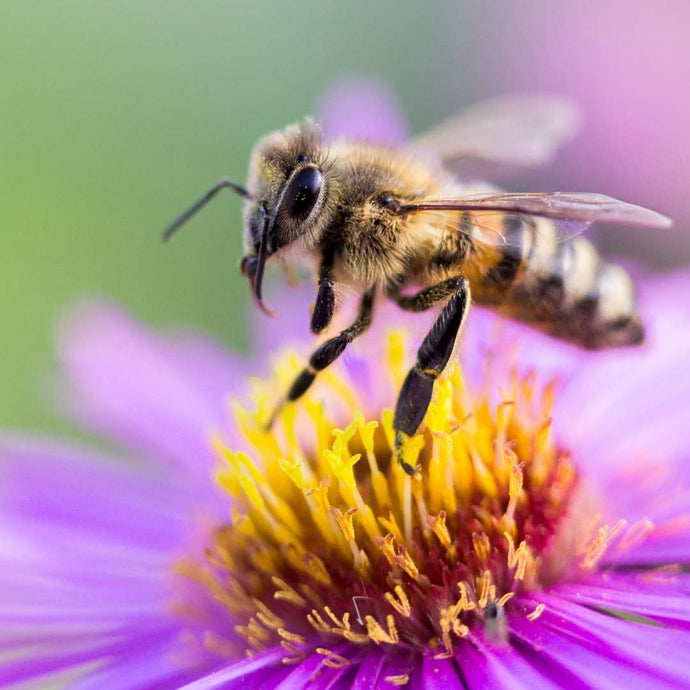 Biodiversität - Was ist das eigentlich?