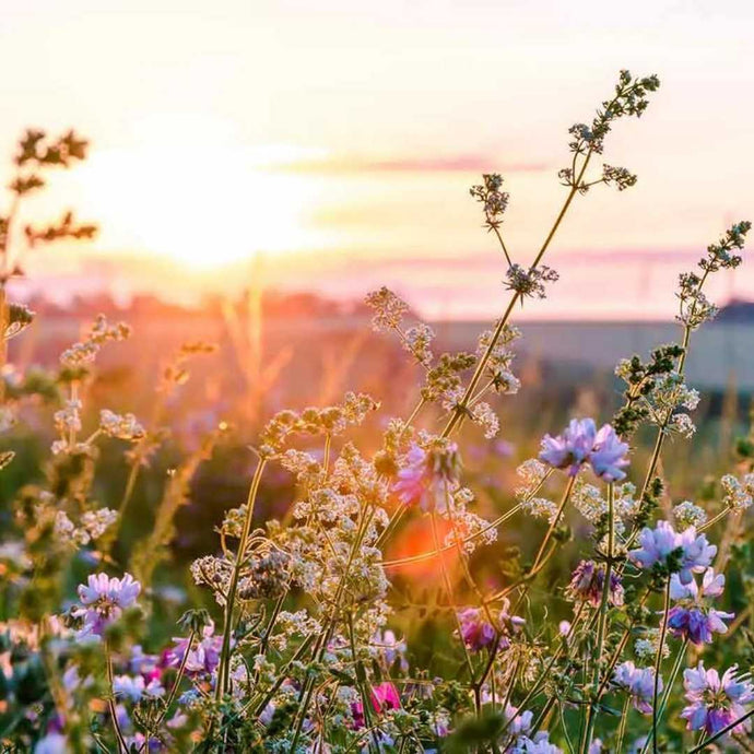 Blumen säen: Auch noch im Herbst?