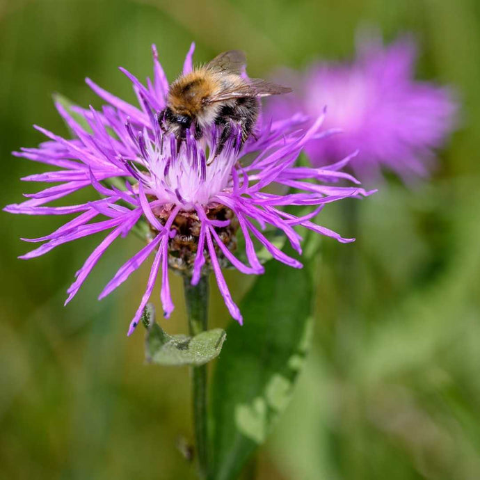 Die Wiesen-Flockenblume: Pflegeleicht und bienenfreundlich
